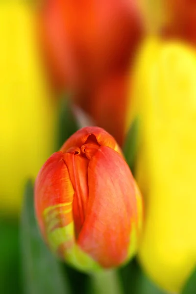 Red Tulip Bud — Stock Photo, Image