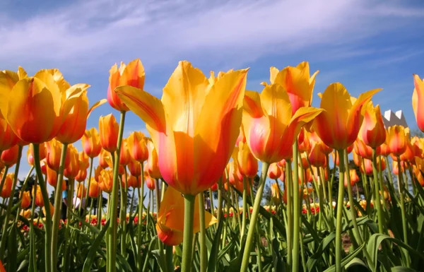 Tulipani gialli e rosa — Foto Stock