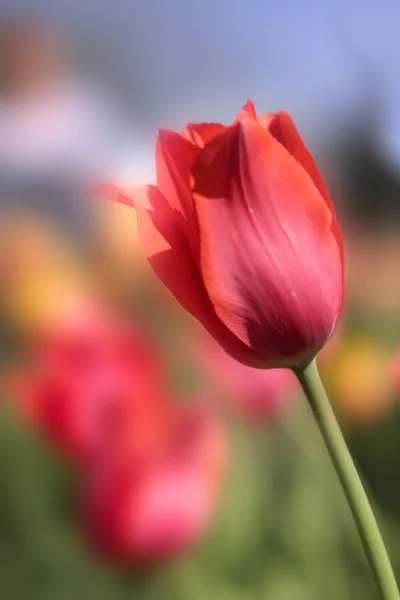 Tulipan różowy kwiaty — Zdjęcie stockowe