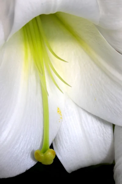 Close Up Shot Of White Lily — Stock Photo, Image