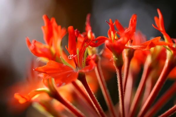 Fleur de couleur orange — Photo