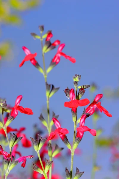 Κόκκινο μικροσκοπικά λουλούδια — Φωτογραφία Αρχείου