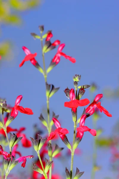 Piccoli fiori rossi — Foto Stock