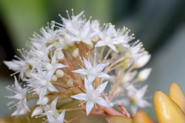 Крихітні білі квіти — стокове фото