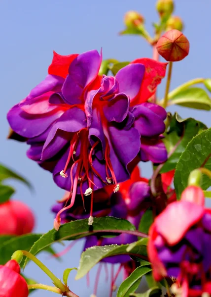 美しい紫色の花 — ストック写真