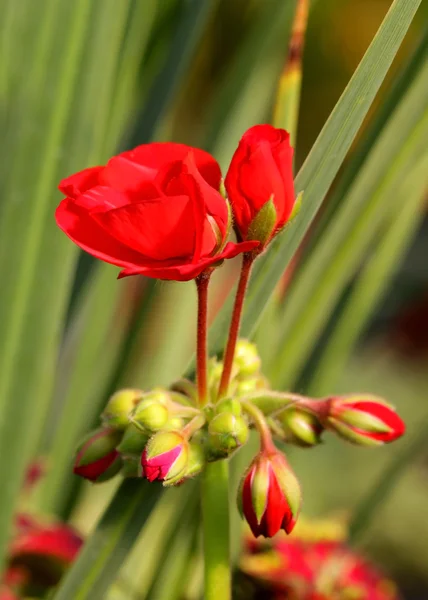 Röda blomknoppar — Stockfoto