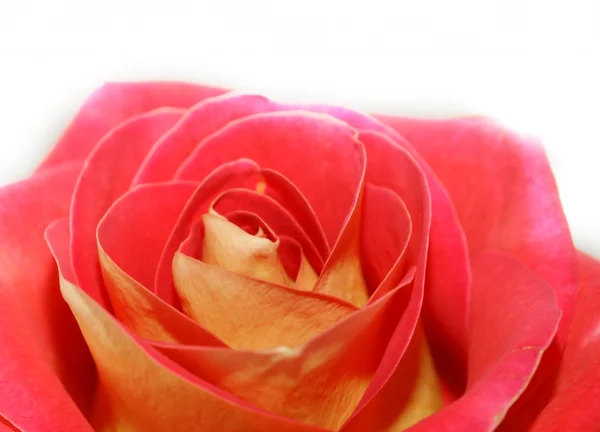 Post Card Of A Rose Flower — Stock Photo, Image