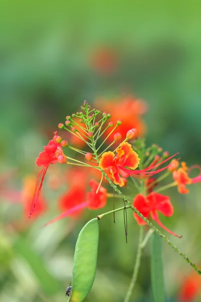 Unik röd blomma — Stockfoto