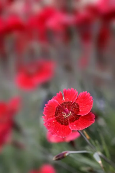 平野ハルシャギク花植物 — ストック写真