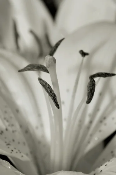 Lily Close Up — Stock Photo, Image