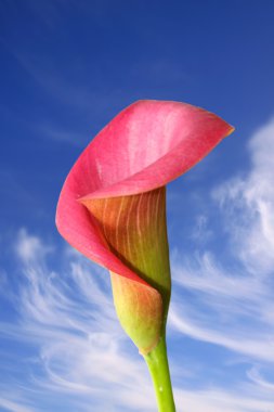 pembe calla lily