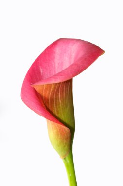 pembe calla lily