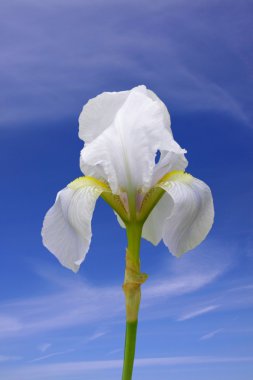 White Iris clipart