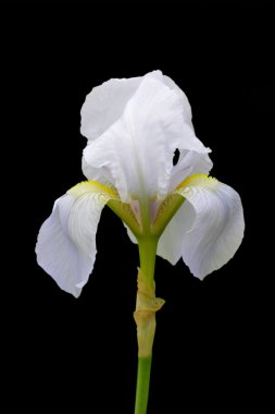 Iris Flower clipart