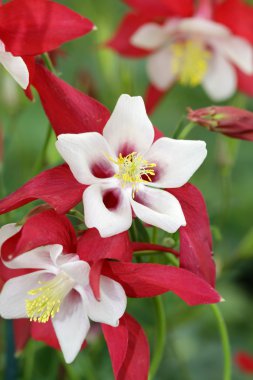 Columbine çiçek