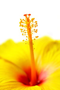 Sarı hibiscus çiçek