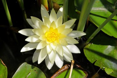 Lotus çiçeği.