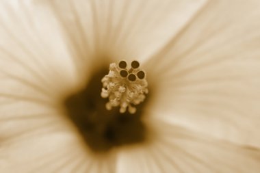 Hibiscus sepya içinde