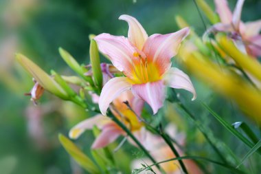 pembe lily çiçek