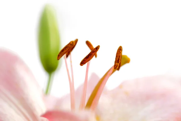 Pink Lily — Stock Photo, Image