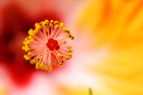 Red Hibiscus Flower Stamen — Stock Photo, Image