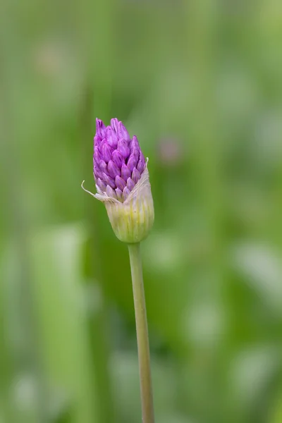 Fioletowe pąki kwiatowe — Zdjęcie stockowe