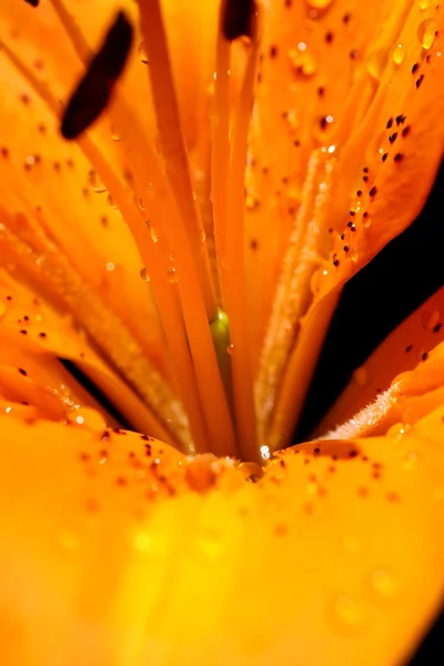 Żółta lilia — Zdjęcie stockowe
