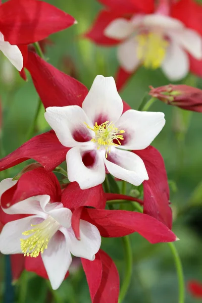 stock image Columbine Flower