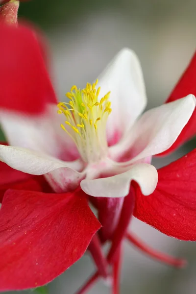 Columbine květ — Stock fotografie