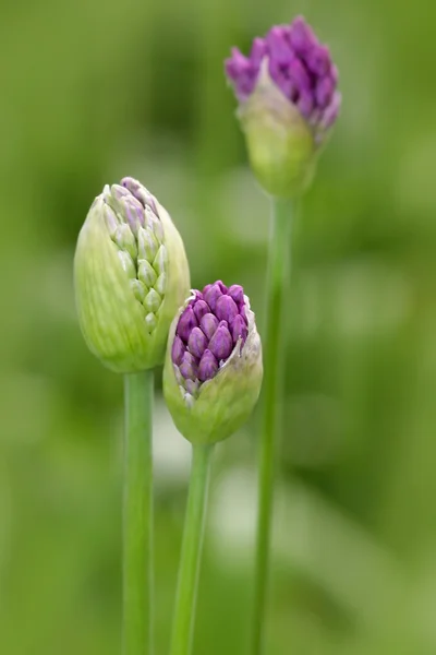Fioletowe pąki kwiatowe — Zdjęcie stockowe