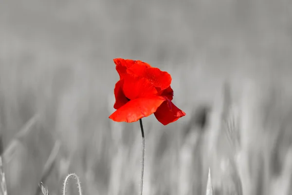 stock image Poppy Flower