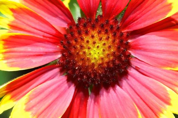 Flower Details — Stock Photo, Image