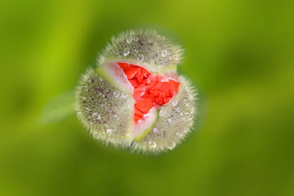 Primavera Flor Bud — Fotografia de Stock