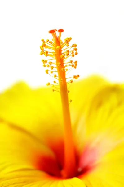 Gele hibiscus bloem — Stockfoto