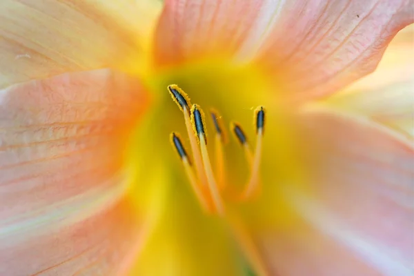 Giglio fiore — Foto Stock