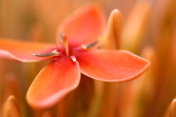 꽃 가까이 — 스톡 사진