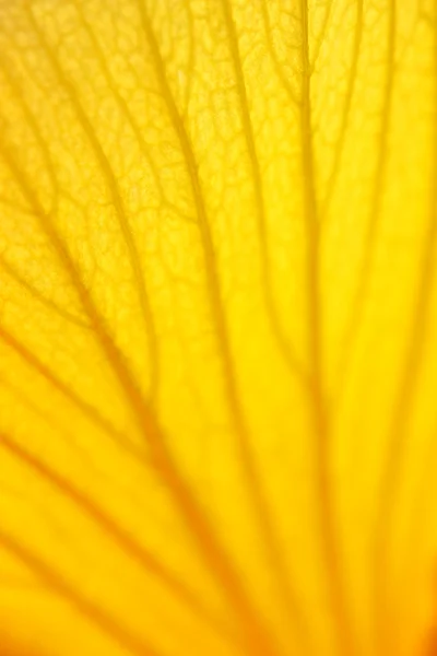Blütenblatt-Hintergrund — Stockfoto