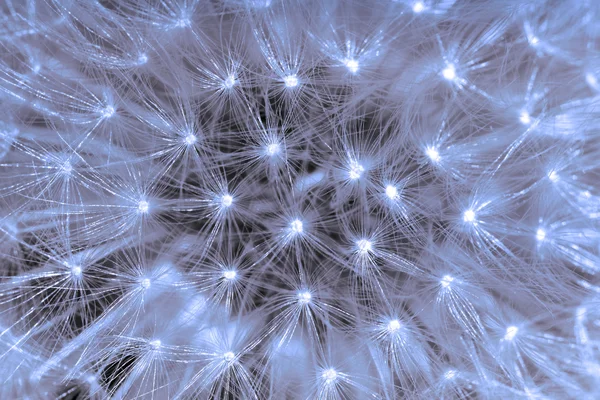 stock image Large dandelion