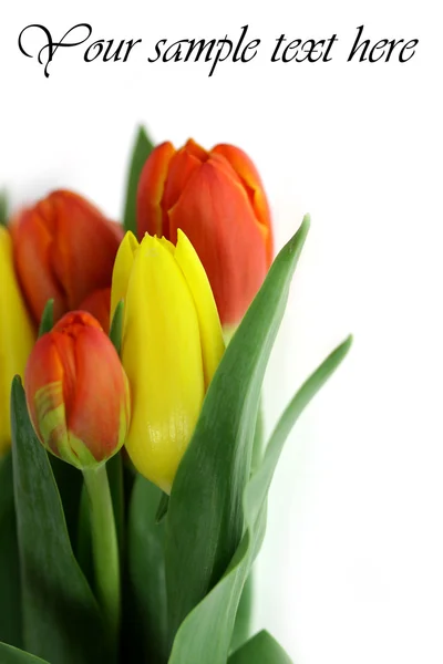Carte postale tulipes — Photo