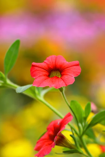 stock image Pink flowers