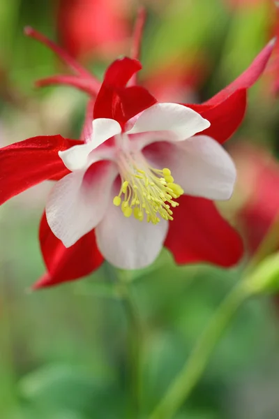 Коломбиновый цветок — стоковое фото