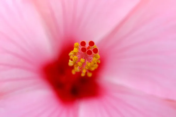 Hipérico rosado — Foto de Stock