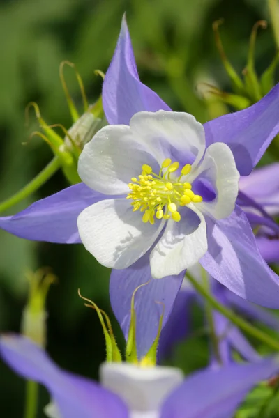 Fleur de Columbine bleue — Photo