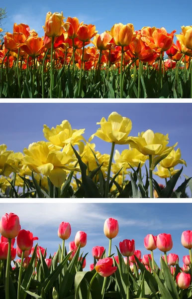 Tulip collage — Stockfoto