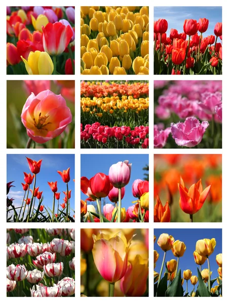 stock image Tulip collage