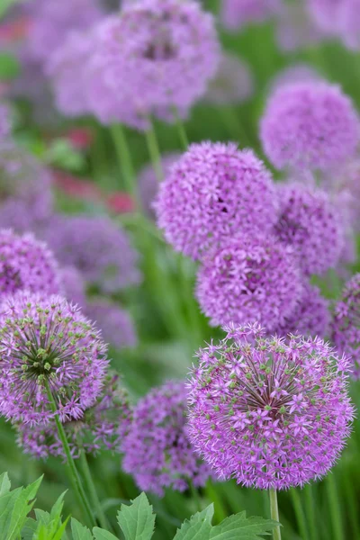 Allium flowers — Stock Photo, Image