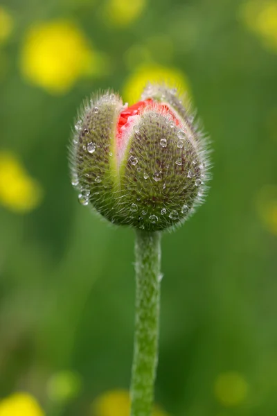 花のつぼみ — ストック写真