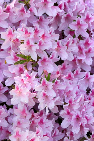 Blomsterbaggrund - Stock-foto