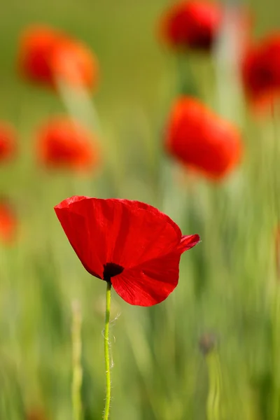 stock image Poppy Field