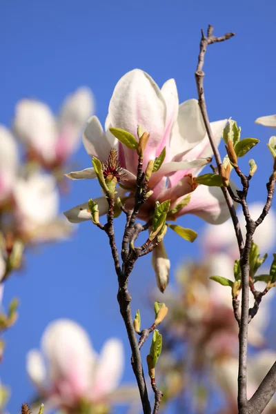 Spring Bloom — Stock Photo, Image
